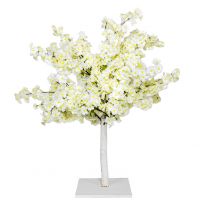 Witte Kersenboom 90cm